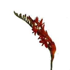 крокосмия Люцифер фото в интернет-магазине Флоранж