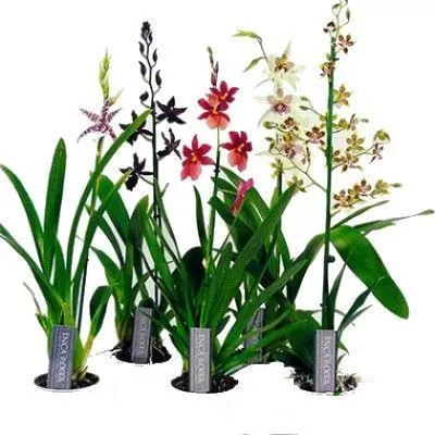 Орхидея Микс 12/60 фото в интернет-магазине Флоранж