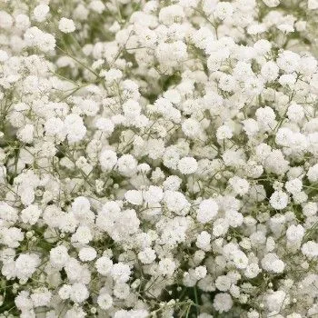 гипсофила Космик; Израиль фото в интернет-магазине Флоранж