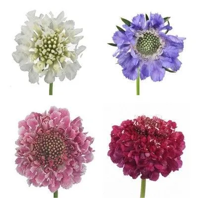 скабиоза Микс фото в интернет-магазине Флоранж