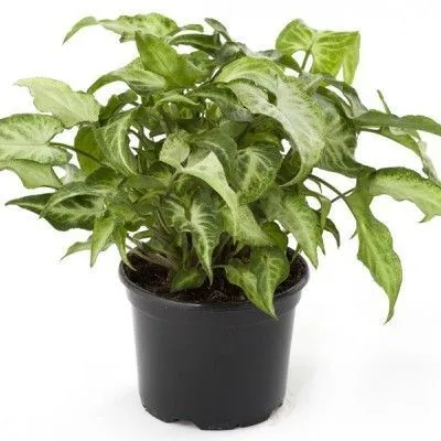 Сингониум Арроу 17/50 фото в интернет-магазине Флоранж