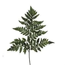 папоротник пучок фото в интернет-магазине Флоранж