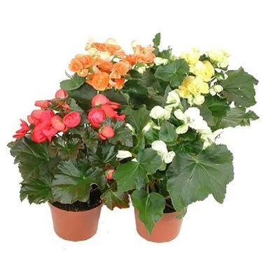 Бегония Микс Блоеминг 12/35 фото в интернет-магазине Флоранж