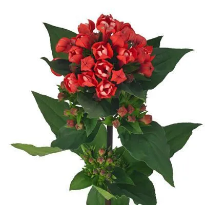 бовардия Даймонд Корал фото в интернет-магазине Флоранж