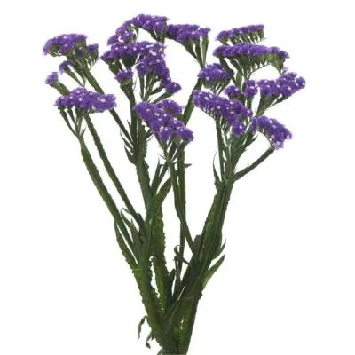 статица Аква Сан Бердз фото в интернет-магазине Флоранж