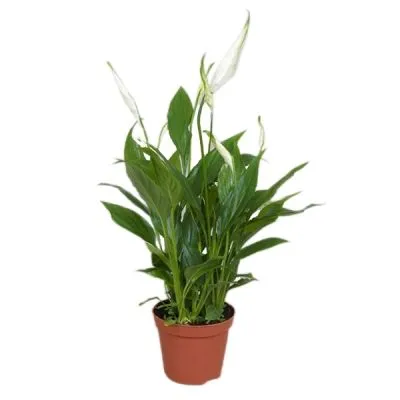 Спатифиллюм Свит Чико 17/60  фото в интернет-магазине Флоранж