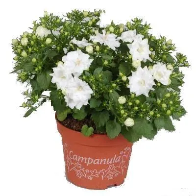 Кампанула Изофила Атланта  Вайт 11/22 фото в интернет-магазине Флоранж