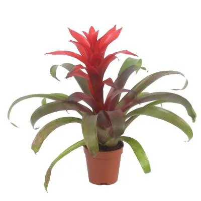 Гузмания Революшн 09/10 фото в интернет-магазине Флоранж