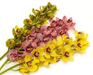 цимбидиум Микс 80 см фото вживую в руках, состав, цветовая гамма 