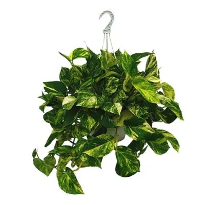 Эпипремнум Пиннатум Ханг 15/35 фото в интернет-магазине Флоранж