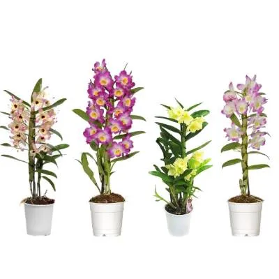 Дендробиум Нобиле Микс 12/40 фото в интернет-магазине Флоранж