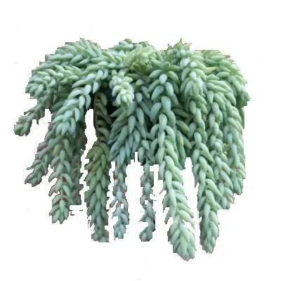 Седум Бурроуз Тэйл 10/15 фото в интернет-магазине Флоранж