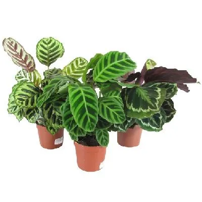 Калатея Микс 17/60 Акция фото в интернет-магазине Флоранж