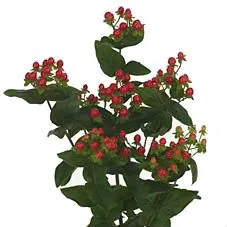 гиперикум Коко Рио фото в интернет-магазине Флоранж