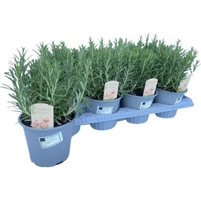 Розмарин 14/25 фото в интернет-магазине Флоранж