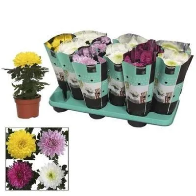 Хризантема Зембла микс 10/30 фото в интернет-магазине Флоранж