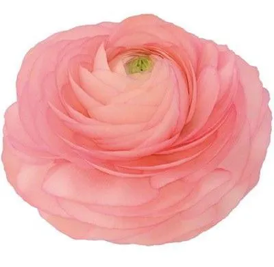 ранункулюс Клуни Венере фото в интернет-магазине Флоранж