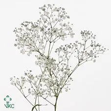 гипсофила Крашеная; Эквадор фото в интернет-магазине Флоранж