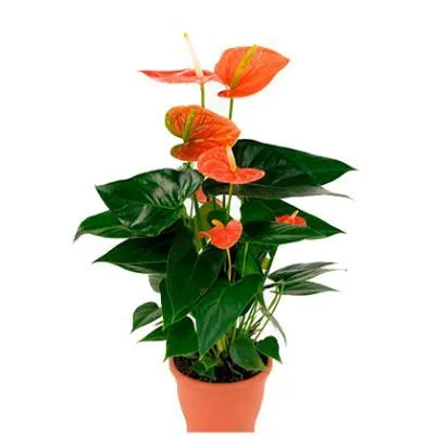 Антуриум андр. Сиерра Оранж 14/50 фото в интернет-магазине Флоранж