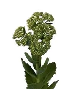 седум Спектабиле Гроен фото в интернет-магазине Флоранж