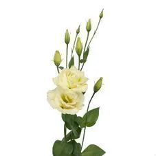 эустома Алисса Йеллоу фото в интернет-магазине Флоранж