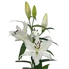 _лилия ор монтенья