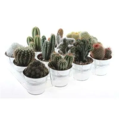 Кактус Микс 12/20 цинк фото в интернет-магазине Флоранж