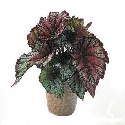 Бегония Рекс 12/25