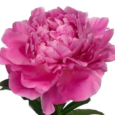 пион Александр Флеминг фото в интернет-магазине Флоранж