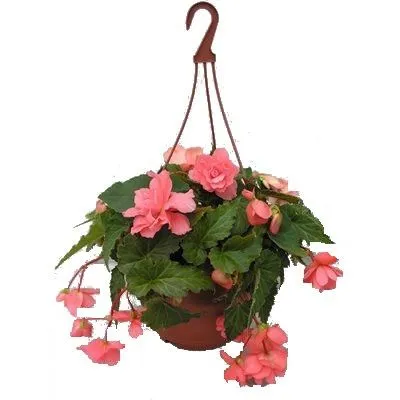 Хризантема микс 14/40