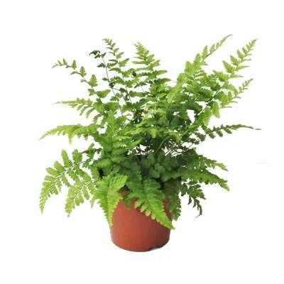 Дриоптерис 12/30 фото в интернет-магазине Флоранж