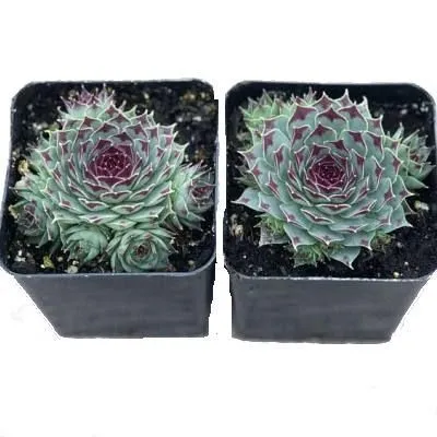 Семпервивум Микс 09/15 фото в интернет-магазине Флоранж