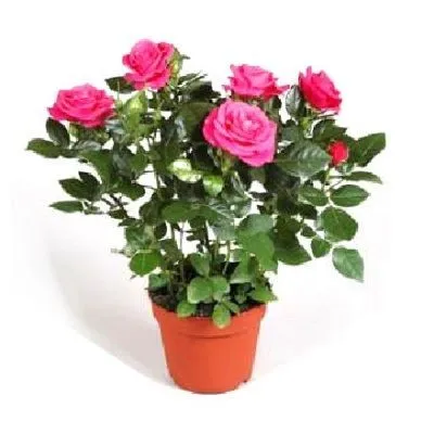 Роза Патио Пинк 13/30 фото в интернет-магазине Флоранж