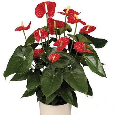 Антуриум андр. Мадурал 17/60 фото в интернет-магазине Флоранж