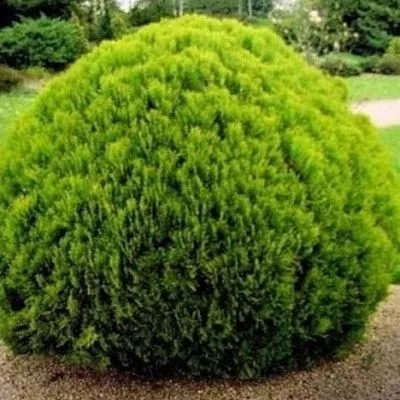 туя западная Даника фото в интернет-магазине Флоранж