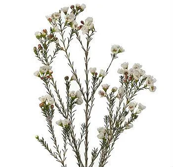 хамелациум Мунлайт Делайт фото в интернет-магазине Флоранж