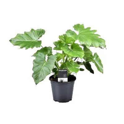 Филодендрон Шангри-Ла 17/70 фото в интернет-магазине Флоранж