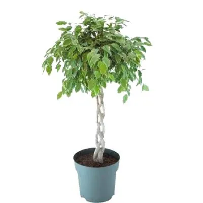 Фикус Голден Кинг 27/120 переплет фото в интернет-магазине Флоранж