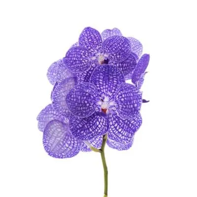 ванда Индиго фото в интернет-магазине Флоранж