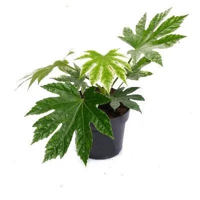 Фатсия Вариегата 17/50 фото в интернет-магазине Флоранж