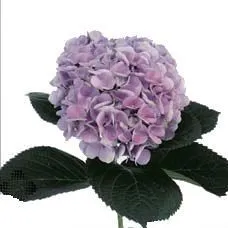 _гидрангия лавендер скай (КОЛ)