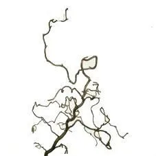 кориллис Конкорта 100 см фото в интернет-магазине Флоранж