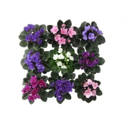 Сениполия Микс 12/20Акция