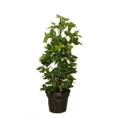 Фатсхедера Грин 17/60 фото в интернет-магазине Флоранж