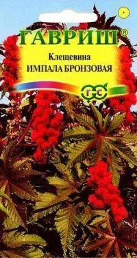 Клещевина Импала (цветной пакет) 5шт; Гавриш фото в интернет-магазине Флоранж