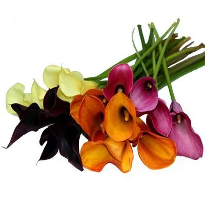 калла  Микс; Голландия фото в интернет-магазине Флоранж