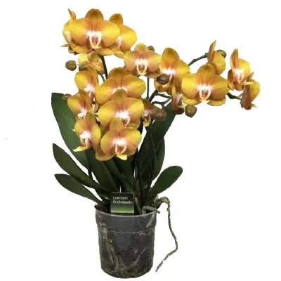 Фаленопсис Лас Вегас 12/40  фото в интернет-магазине Флоранж Фаленопсис Лас Вегас 12/40  фото в интернет-магазине Флоранж