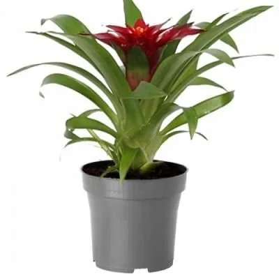 Гузмания Техно 09/25 фото в интернет-магазине Флоранж