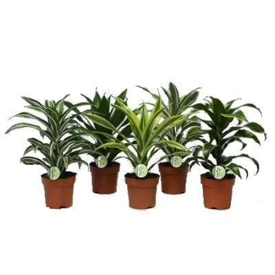 Драцена Драгон микс 17/60 фото в интернет-магазине Флоранж