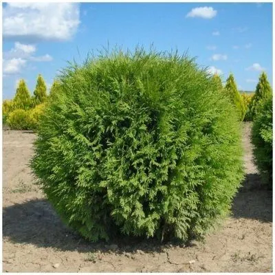 туя западная Глобоза фото в интернет-магазине Флоранж